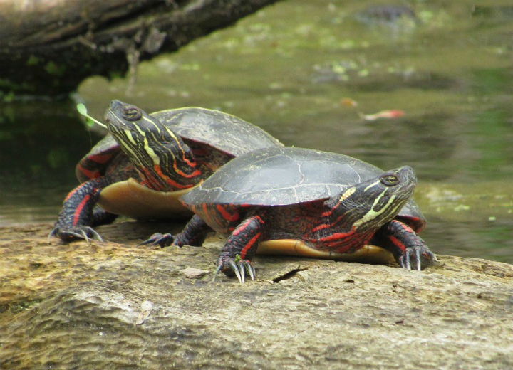 Midland Painted Turtles